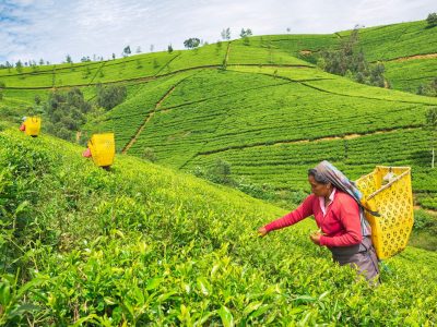 Nuwara Eliya Tour Package | Tour Packages